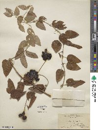 Smilax herbacea image