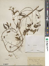 Smilax herbacea image