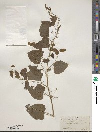 Smilax herbacea image