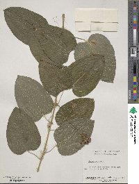 Smilax herbacea image