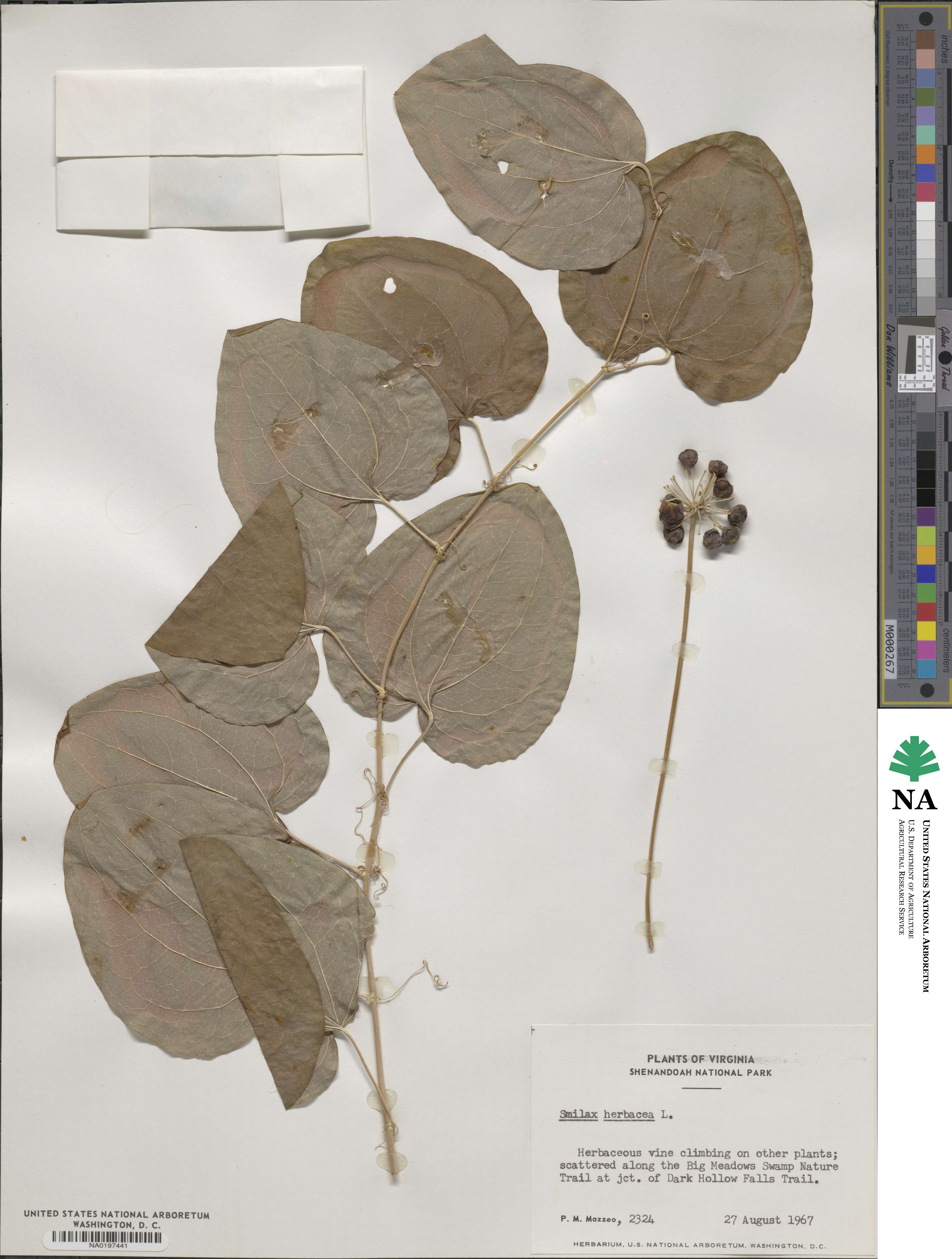 Smilax herbacea image