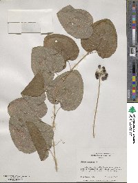 Smilax herbacea image