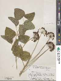 Smilax herbacea image