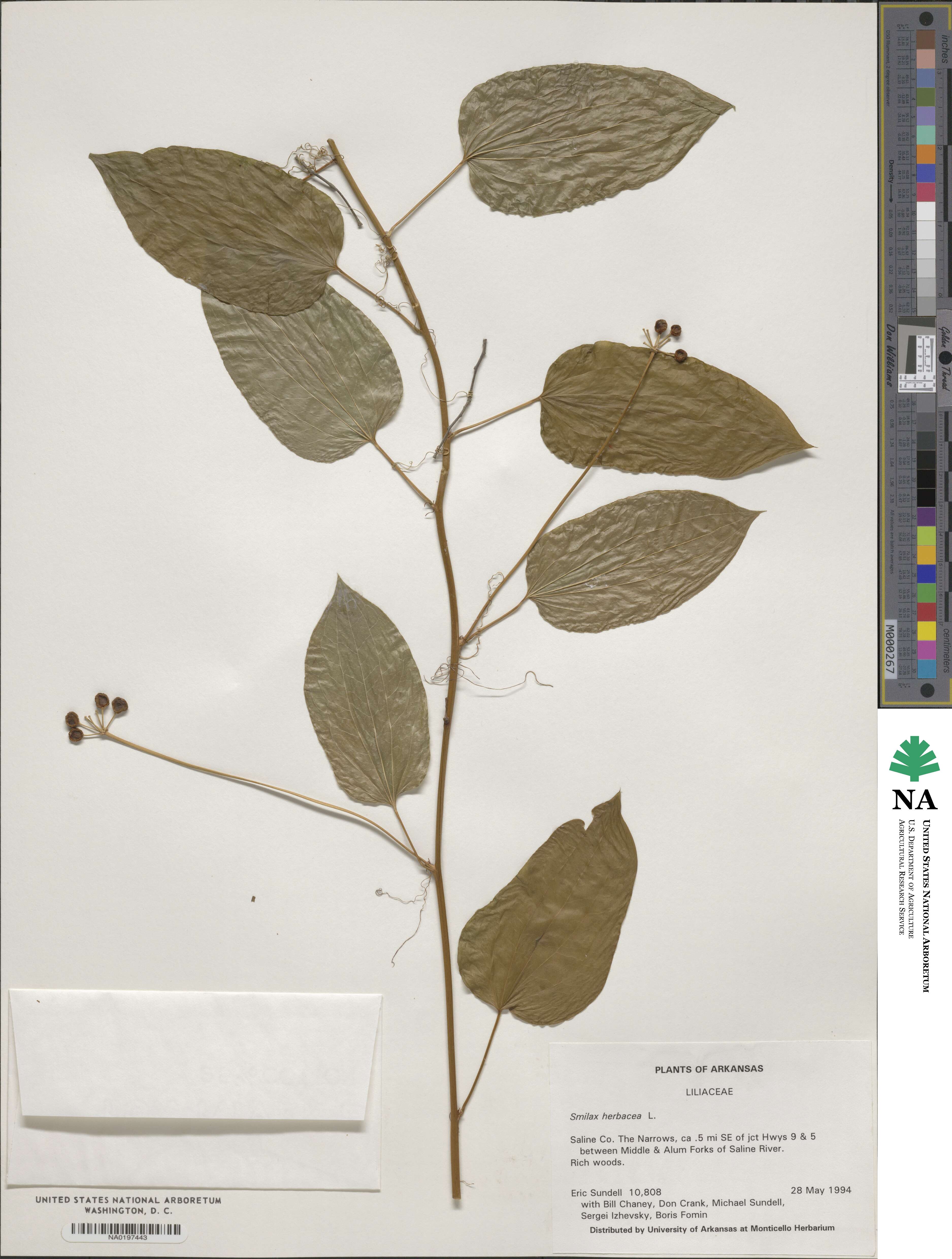 Smilax herbacea image