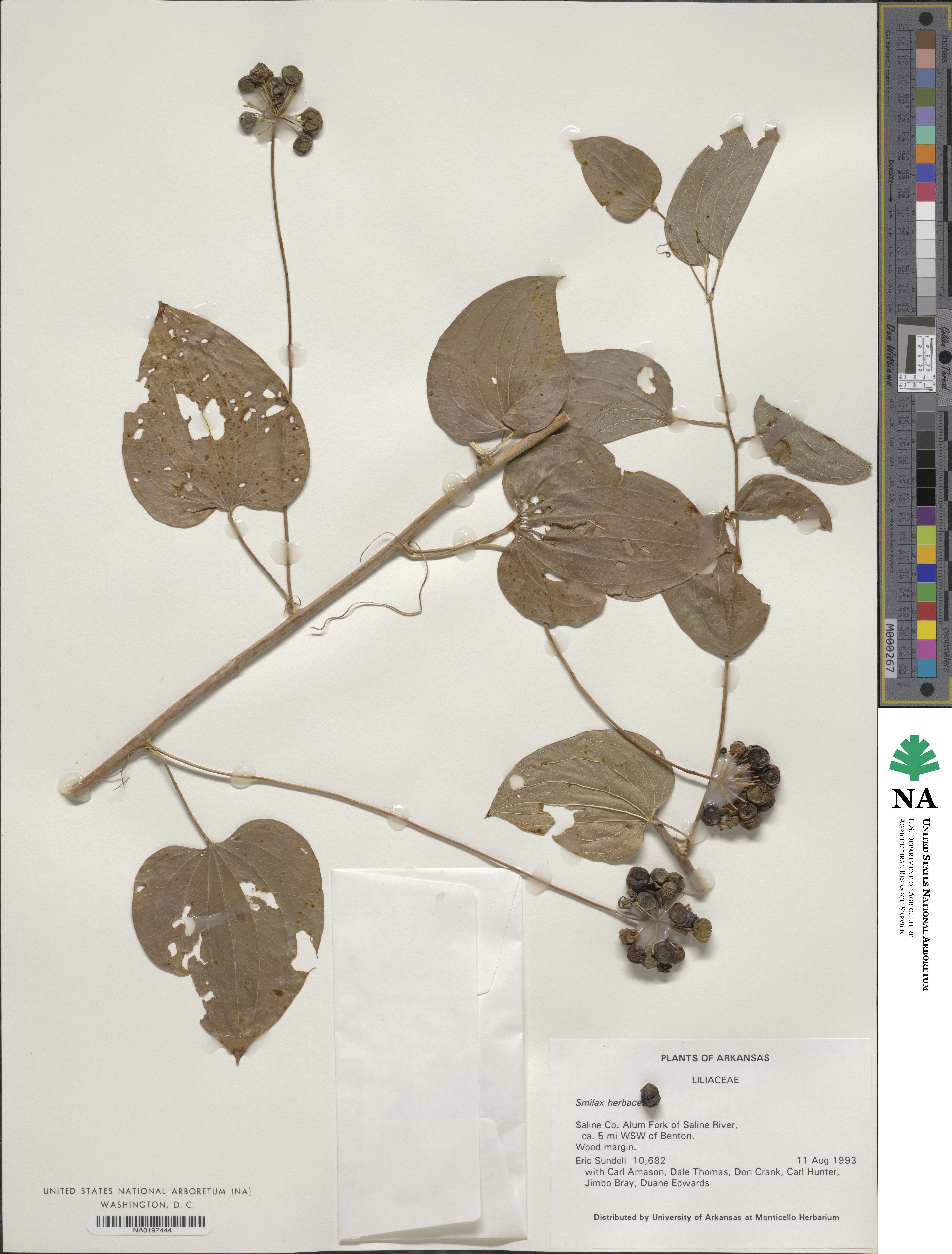 Smilax herbacea image