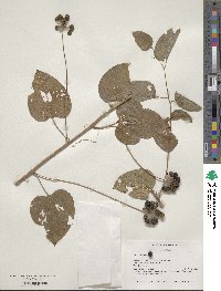 Smilax herbacea image