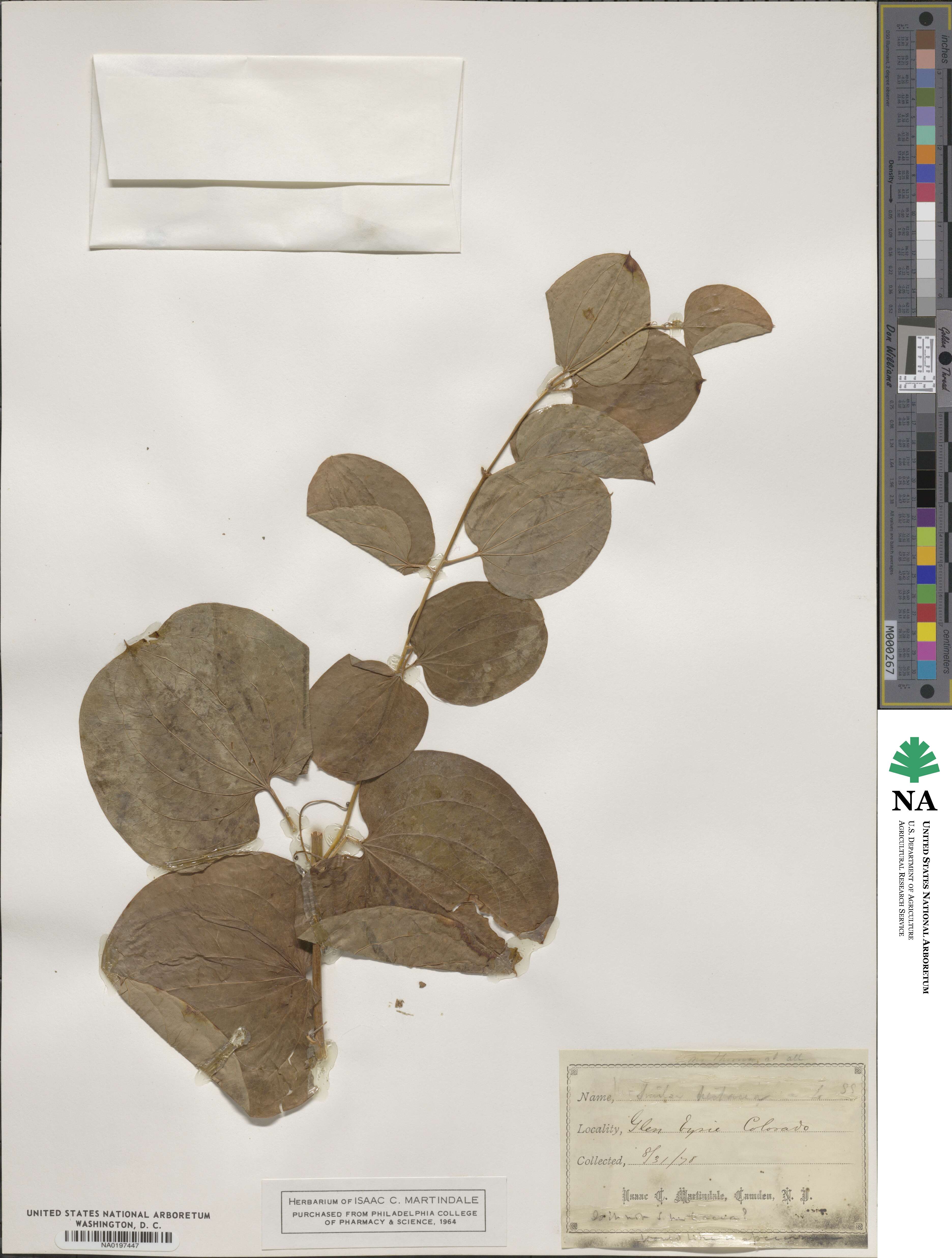 Smilax herbacea image