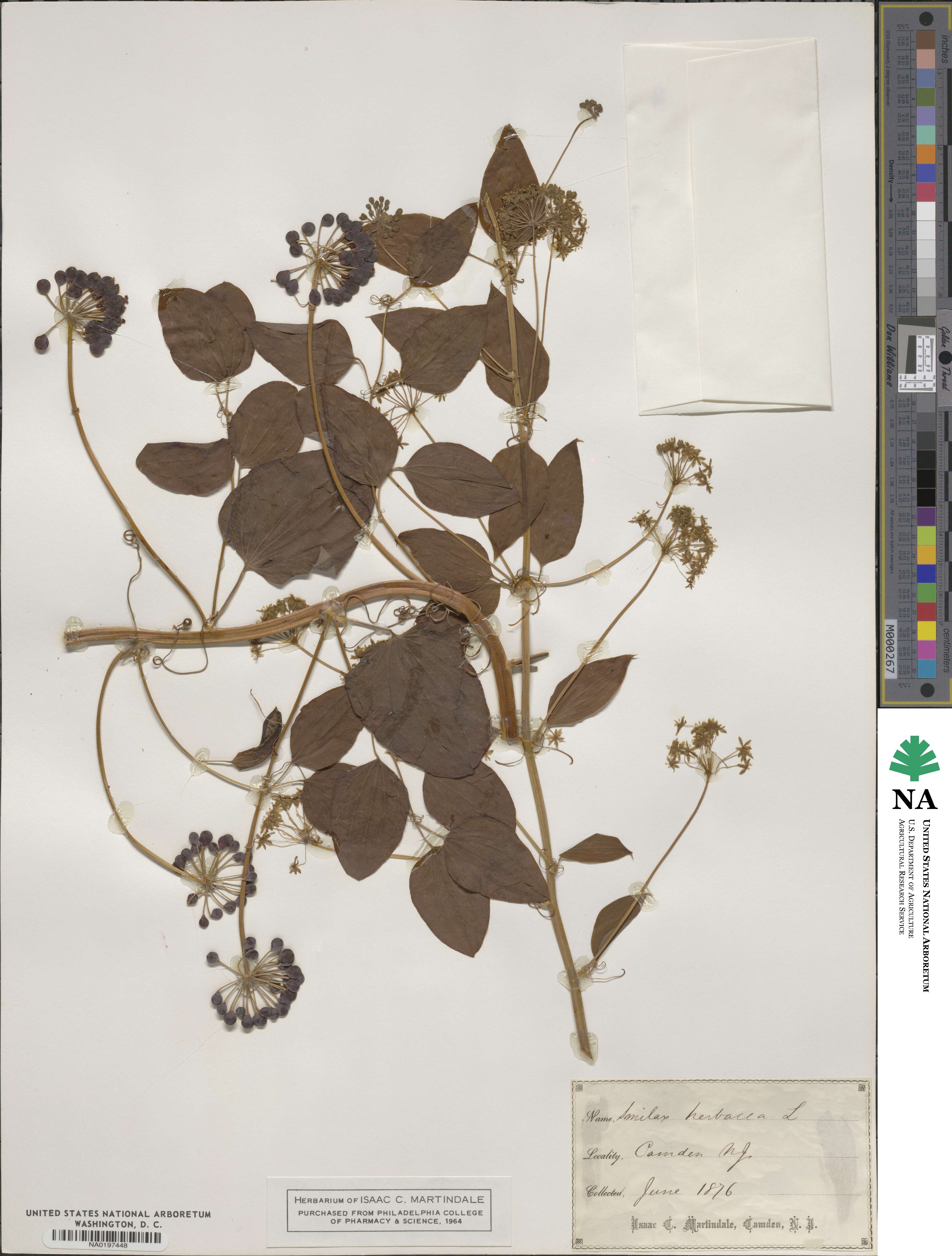 Smilax herbacea image