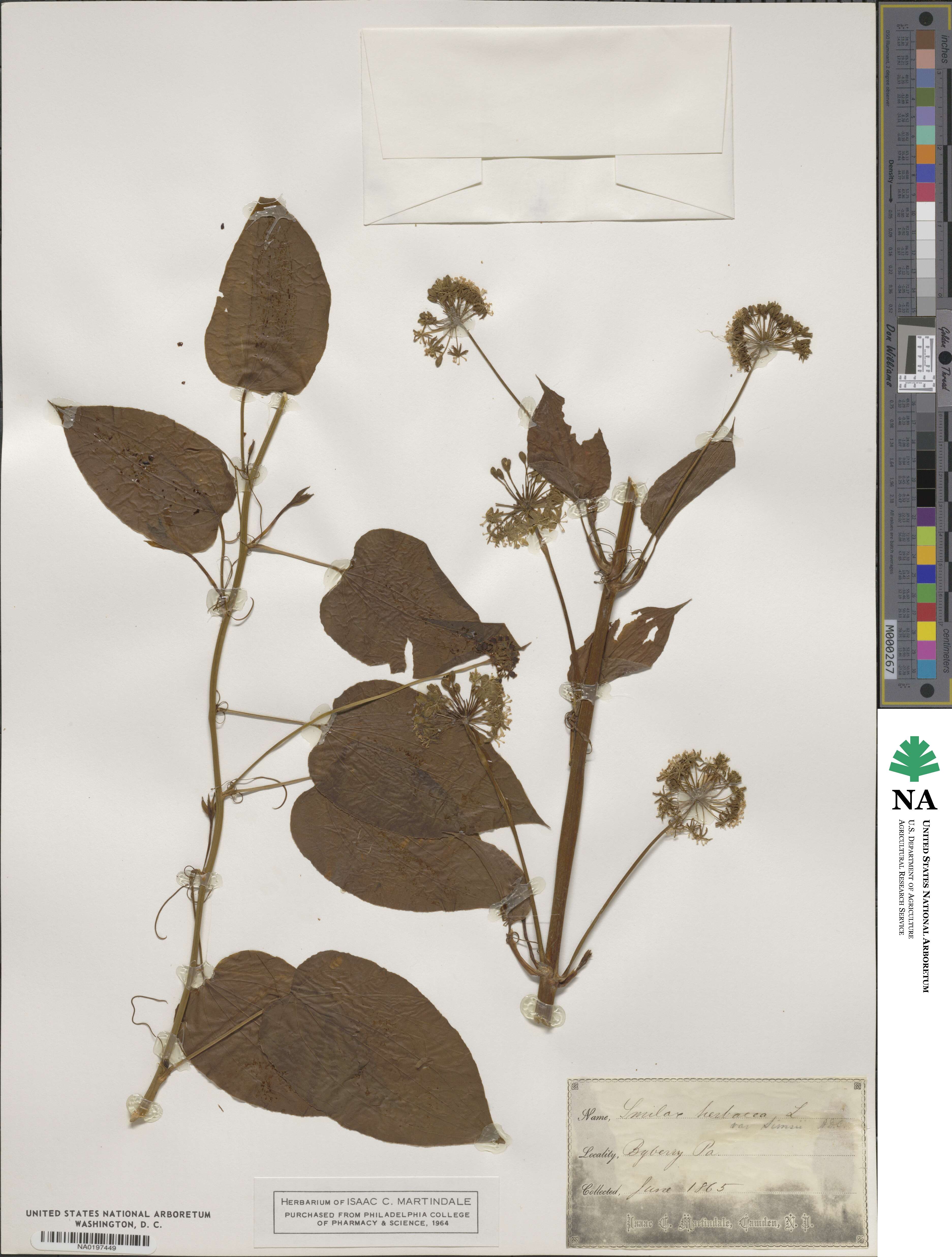 Smilax herbacea image