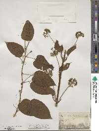 Smilax herbacea image