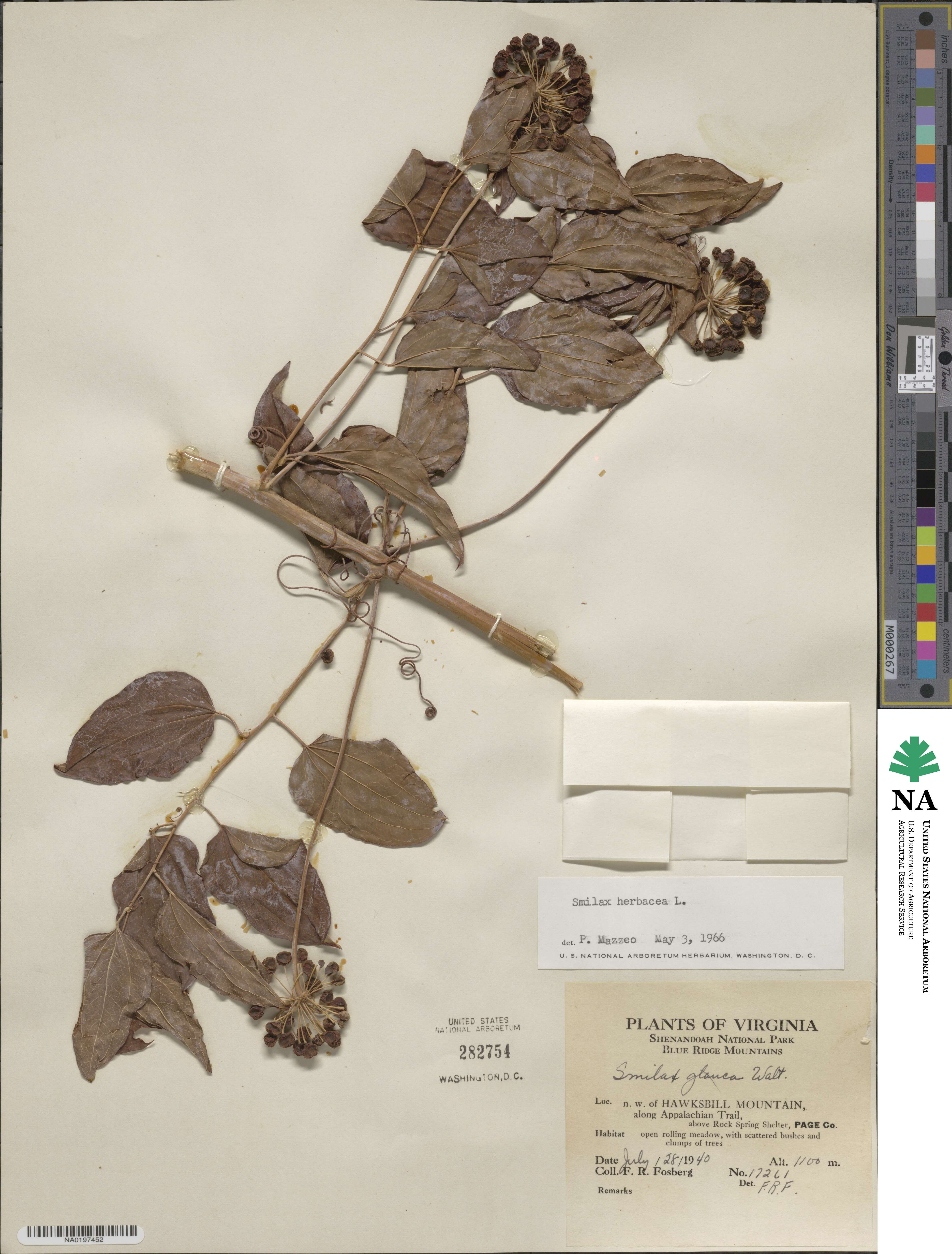 Smilax herbacea image