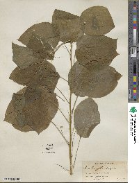 Smilax herbacea image