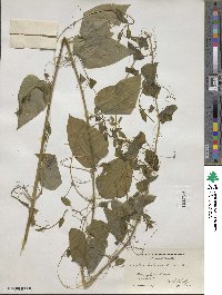 Smilax herbacea image