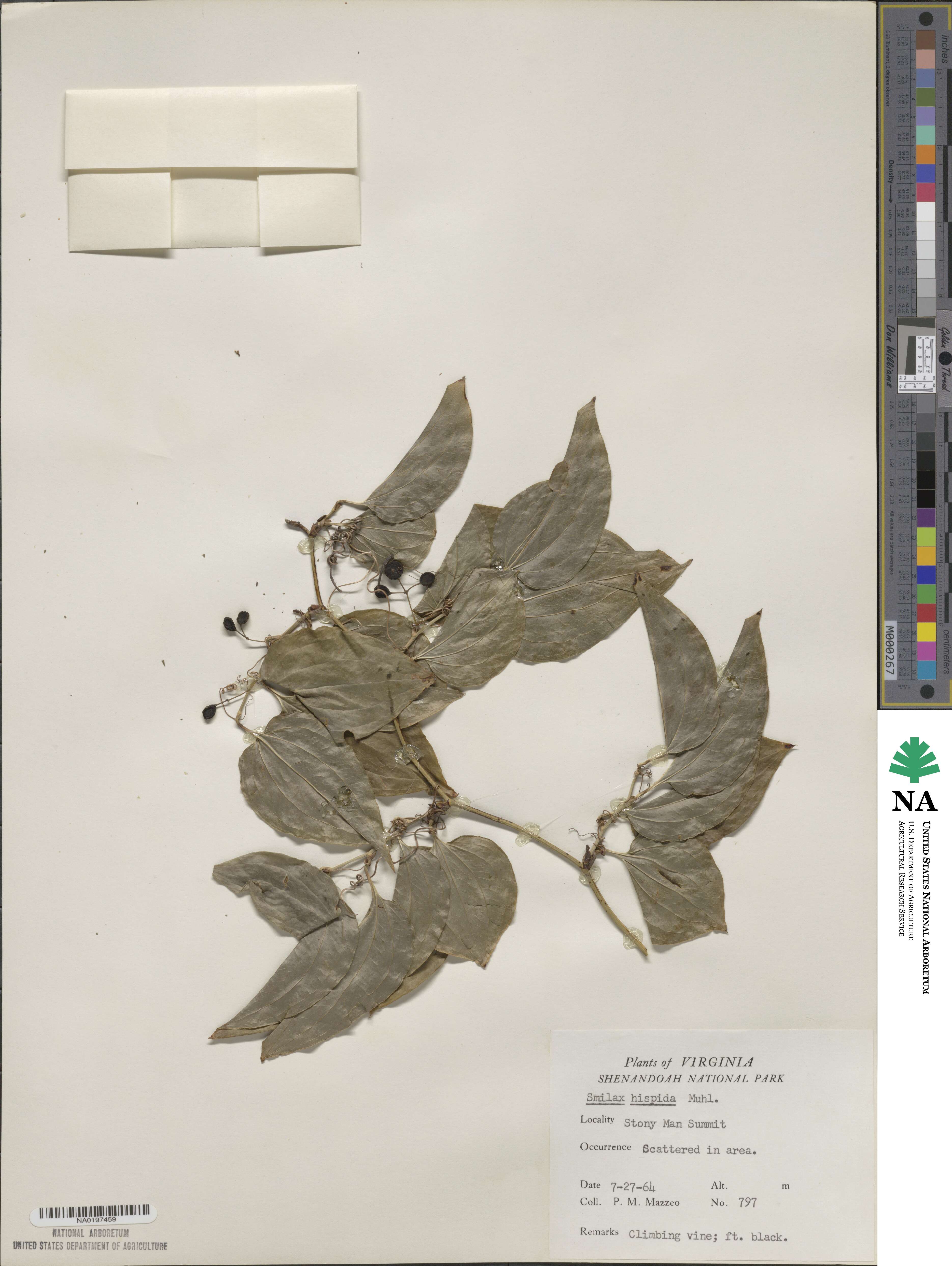 Smilax tamnoides image