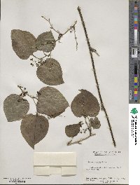 Smilax tamnoides image