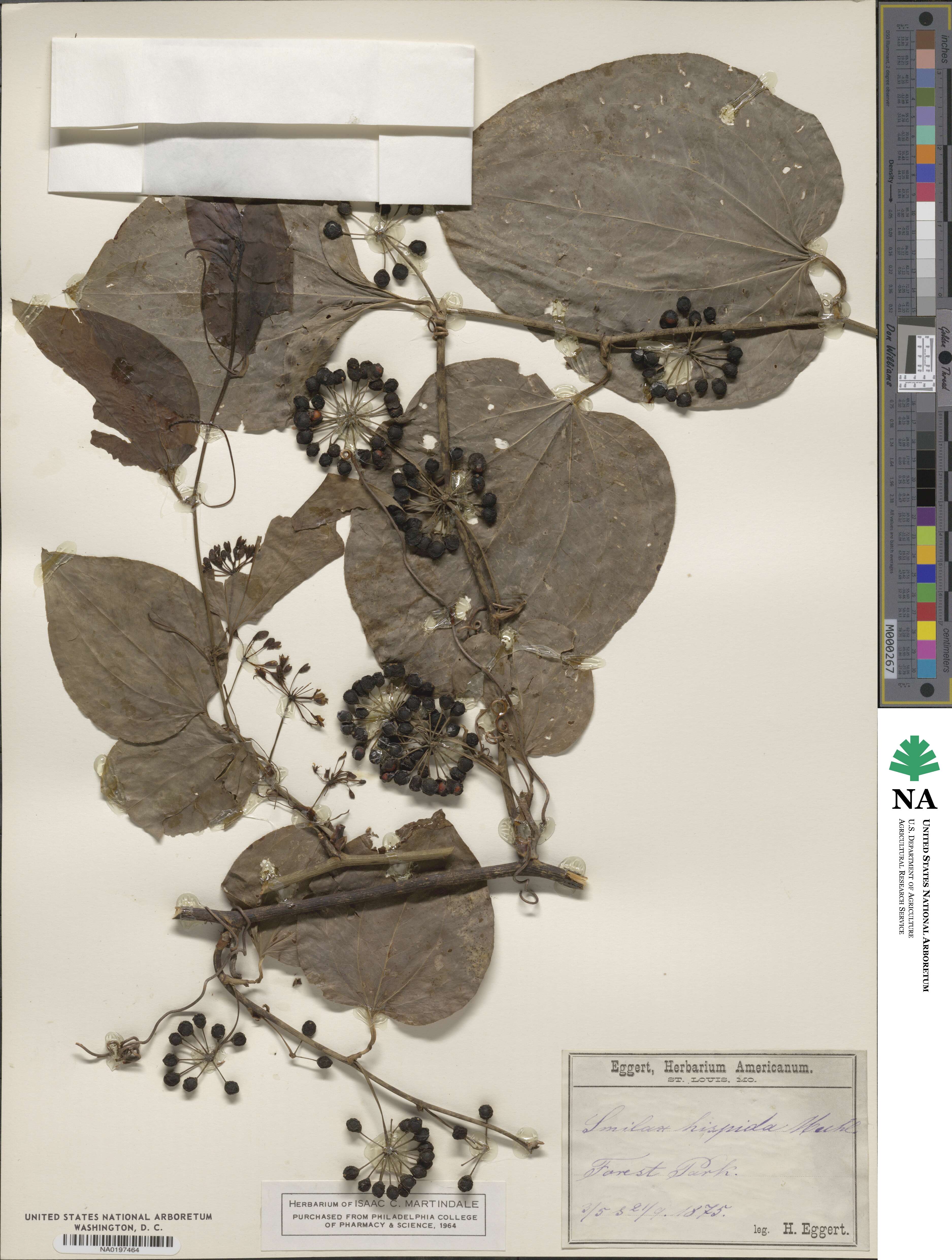 Smilax tamnoides image