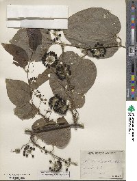 Smilax tamnoides image