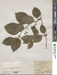 Smilax tamnoides image