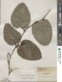 Smilax tamnoides image