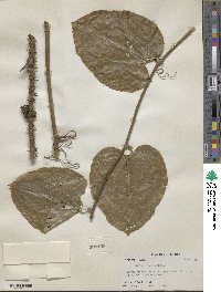 Smilax tamnoides image