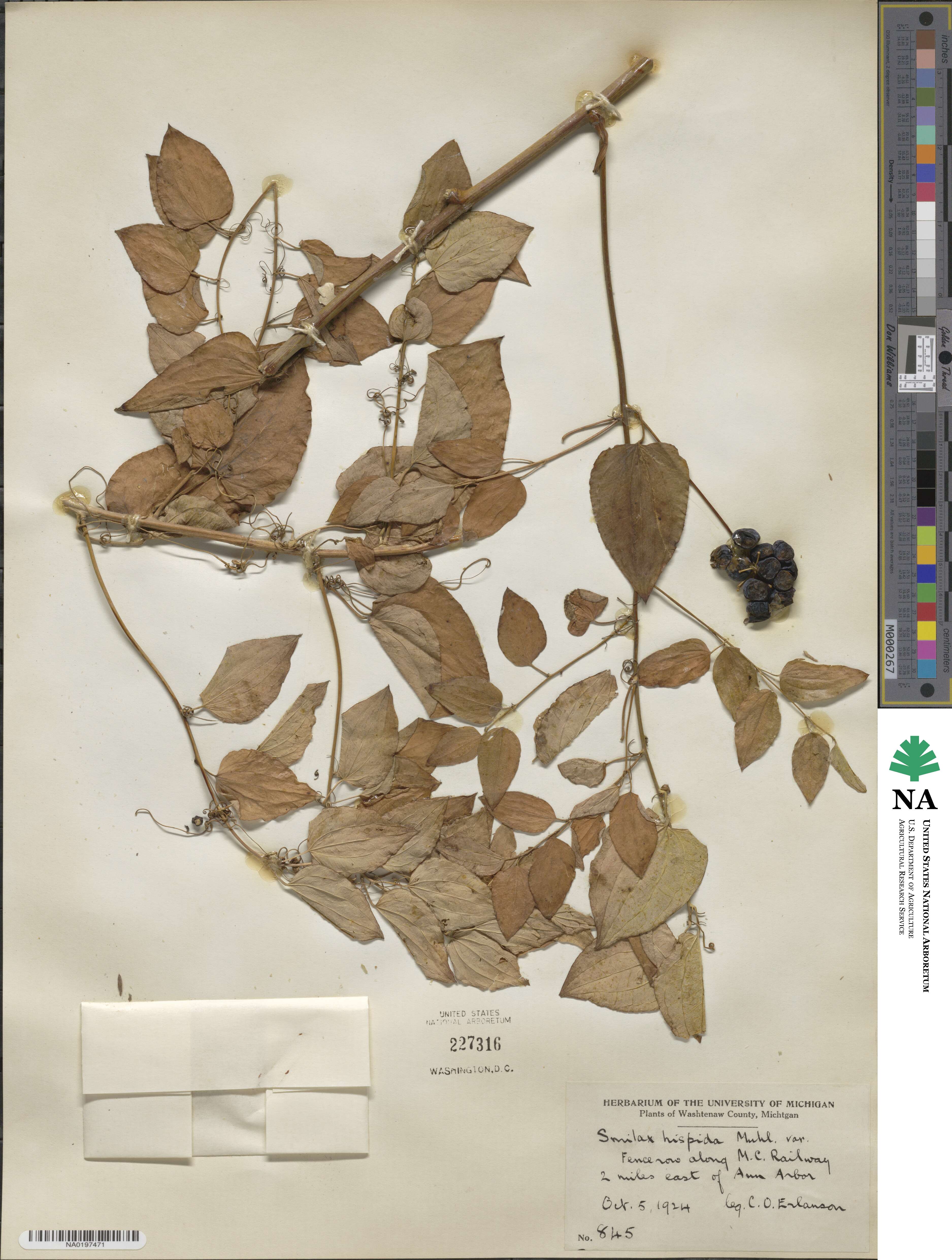 Smilax tamnoides image