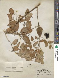 Smilax tamnoides image