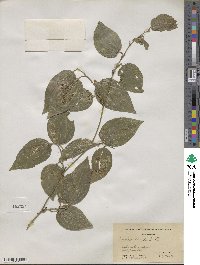 Smilax tamnoides image