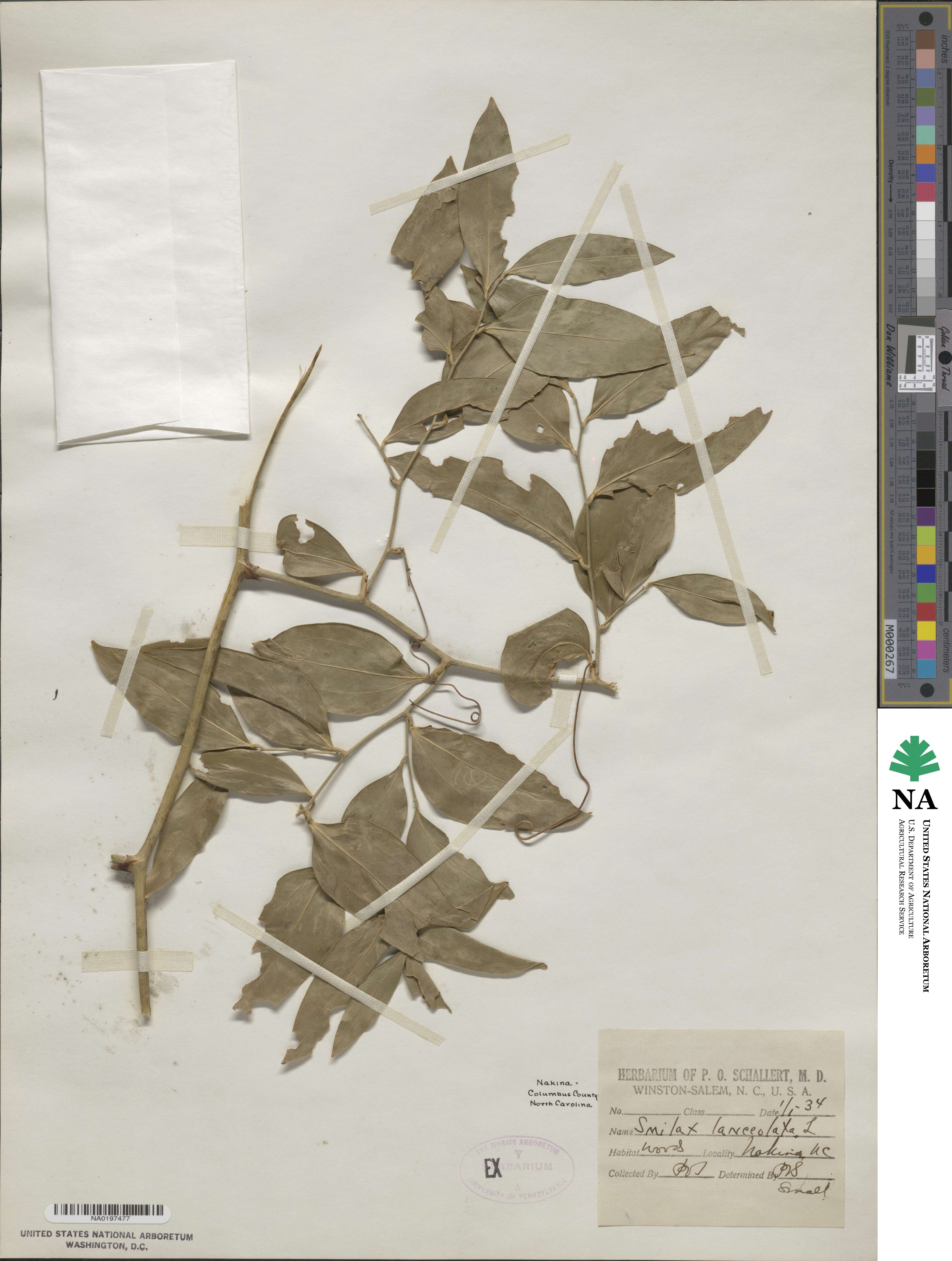 Smilax lanceolata image