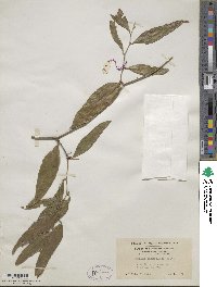 Smilax lanceolata image