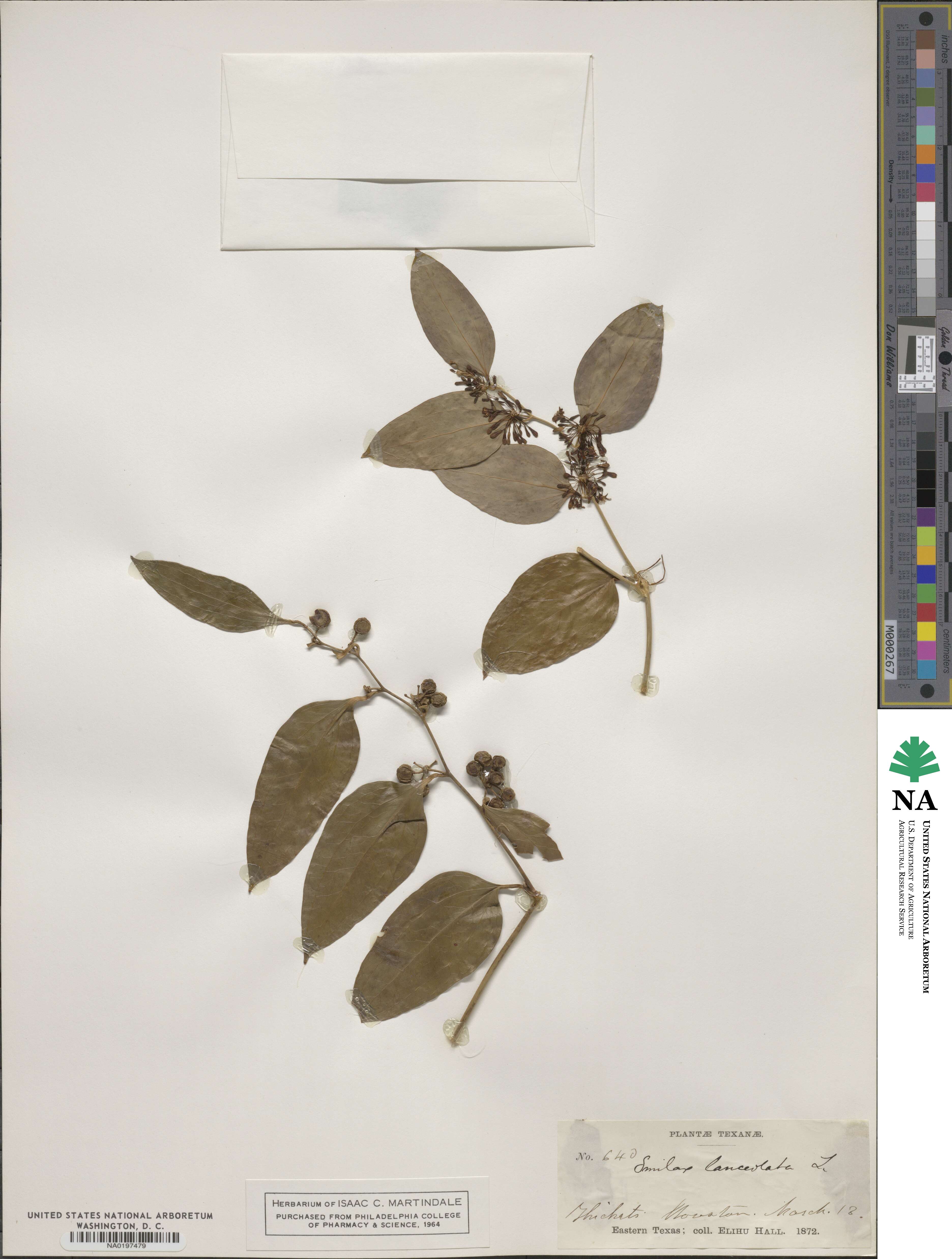 Smilax lanceolata image