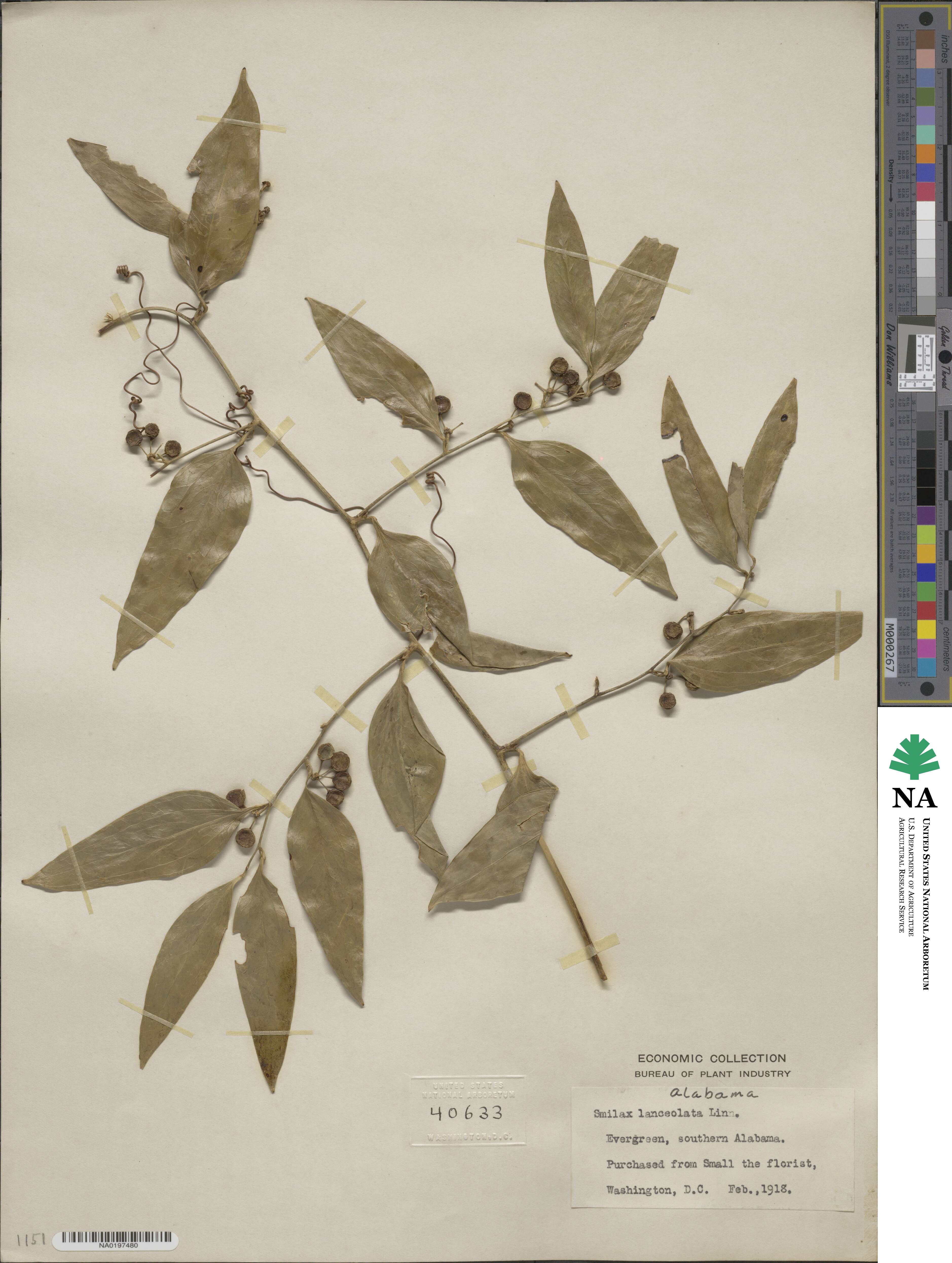 Smilax lanceolata image