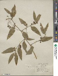 Smilax lanceolata image