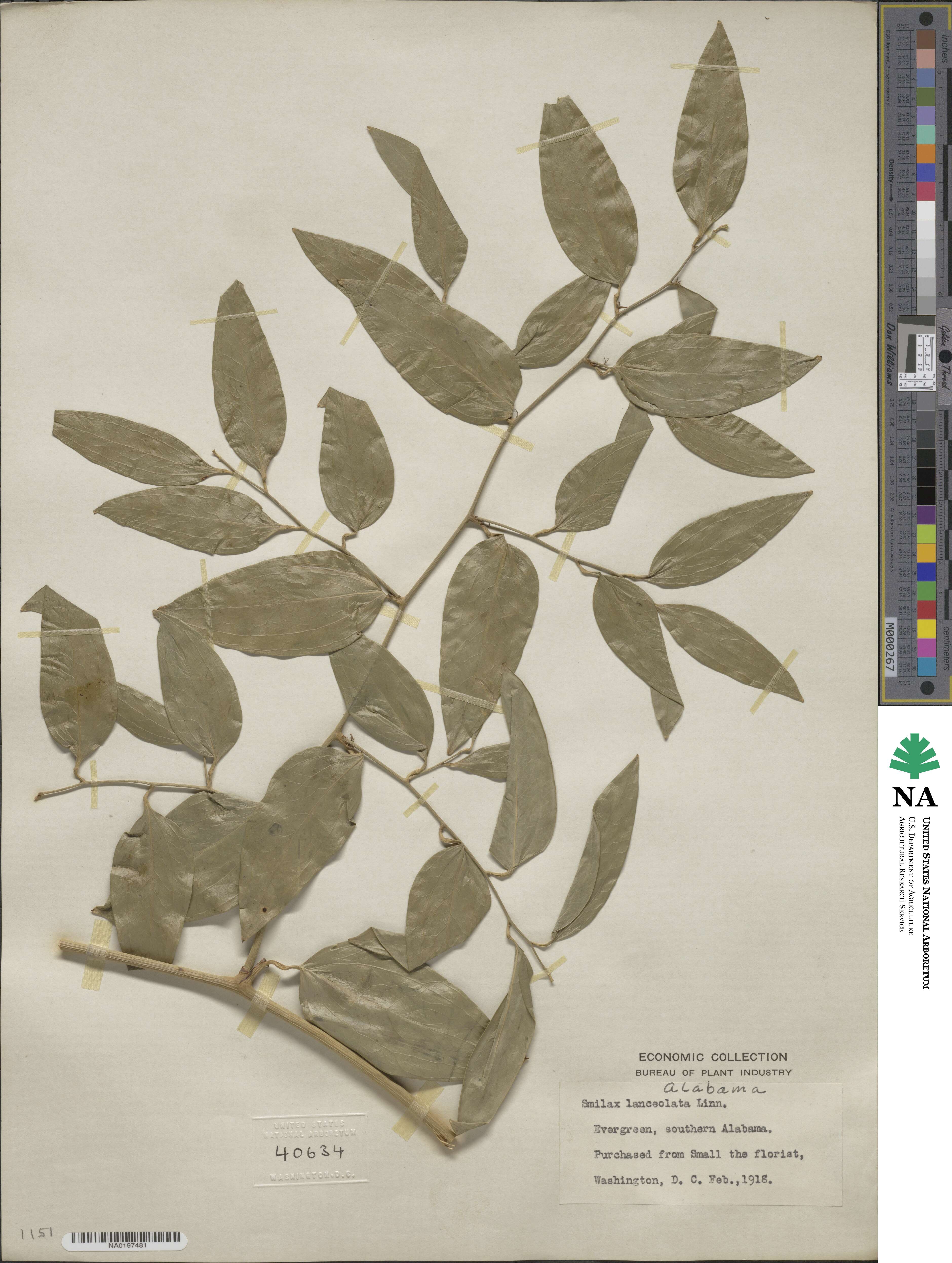 Smilax lanceolata image