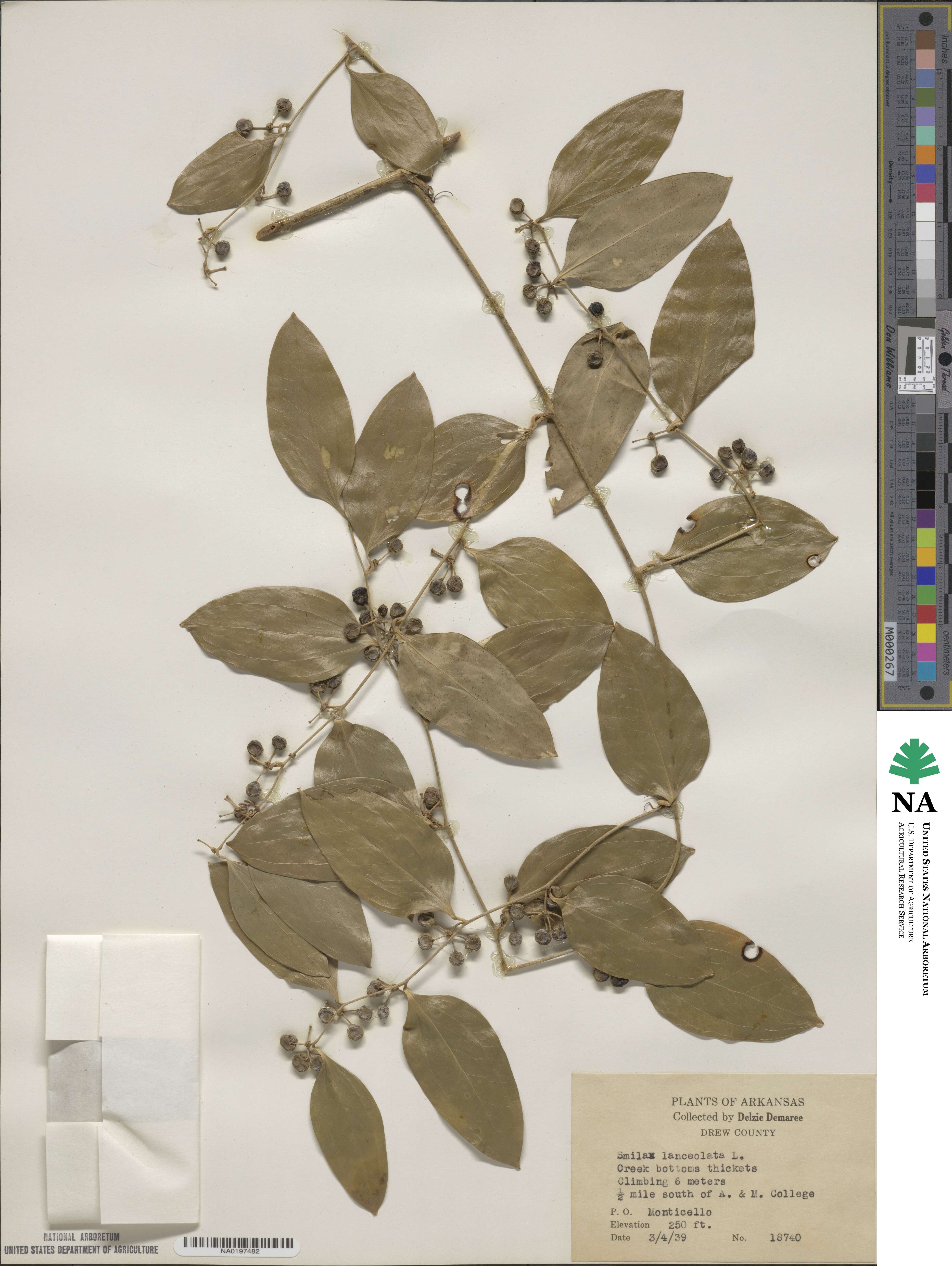 Smilax lanceolata image