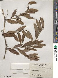 Smilax laurifolia image