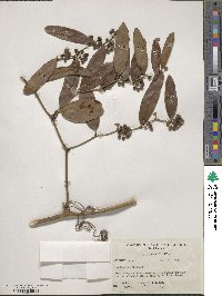 Smilax laurifolia image