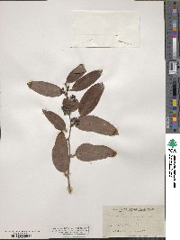 Smilax laurifolia image