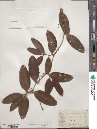 Smilax laurifolia image