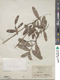 Smilax laurifolia image