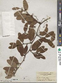 Smilax laurifolia image