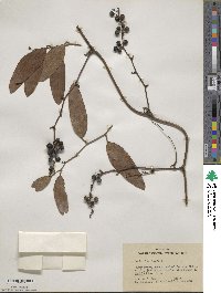 Smilax laurifolia image