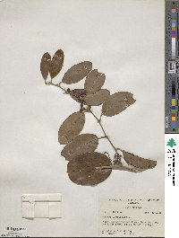 Smilax laurifolia image