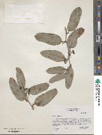 Smilax laurifolia image