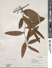 Smilax laurifolia image