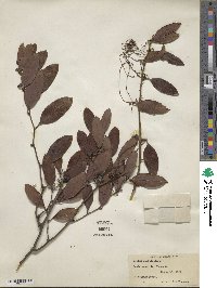 Smilax laurifolia image