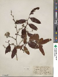 Smilax laurifolia image