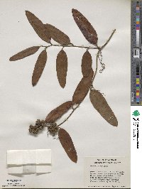 Smilax laurifolia image