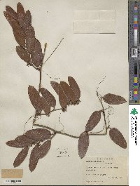 Smilax laurifolia image