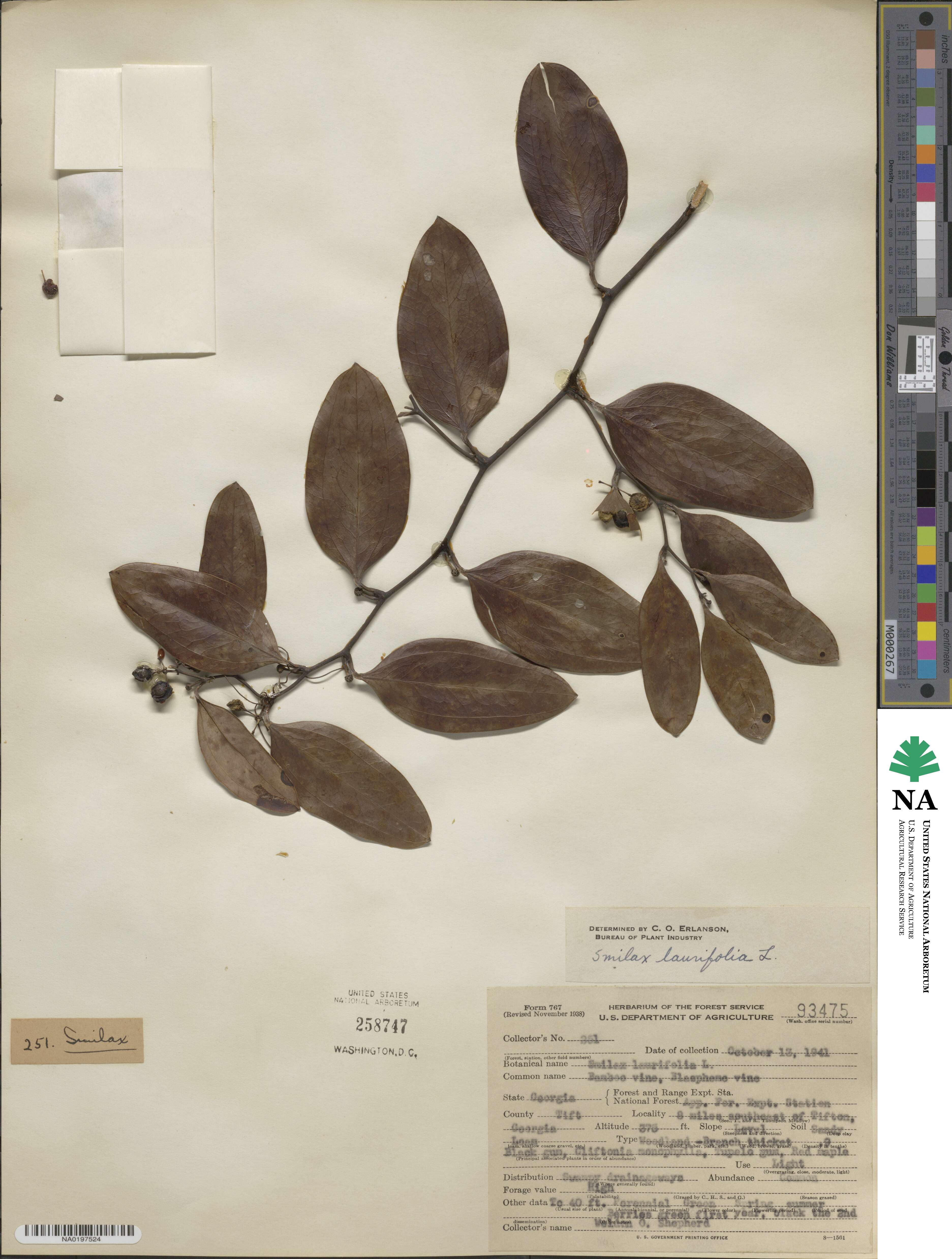 Smilax laurifolia image