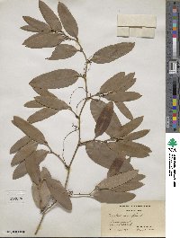 Smilax laurifolia image